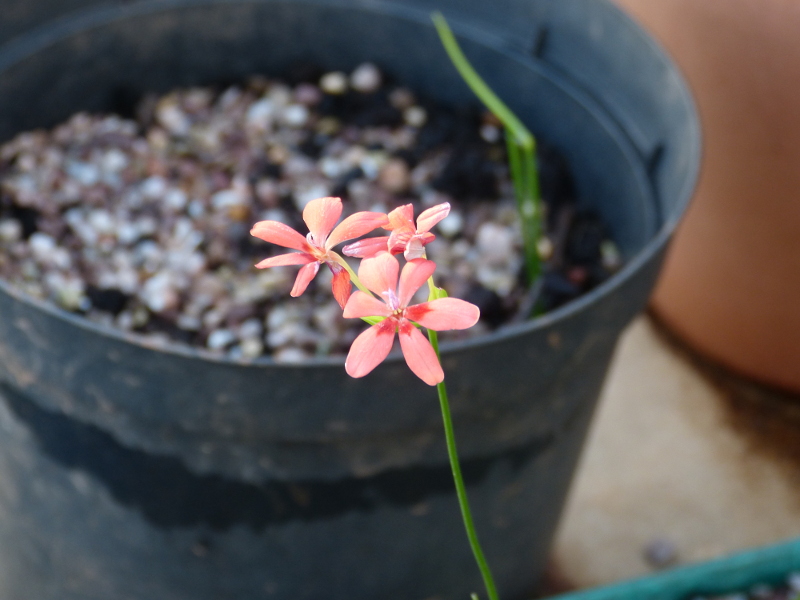 Anomotheca laxa 2017.JPG