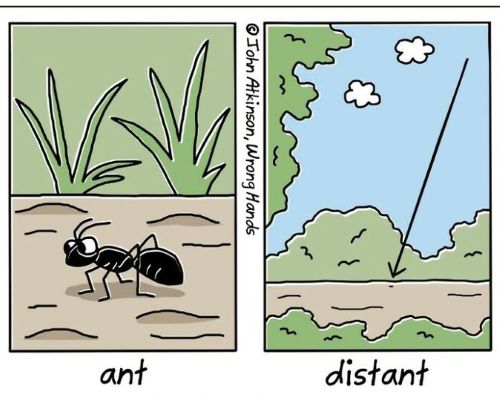 Ant.jpg
