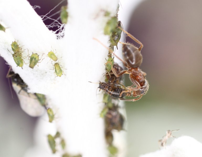 ant n aphids.JPG
