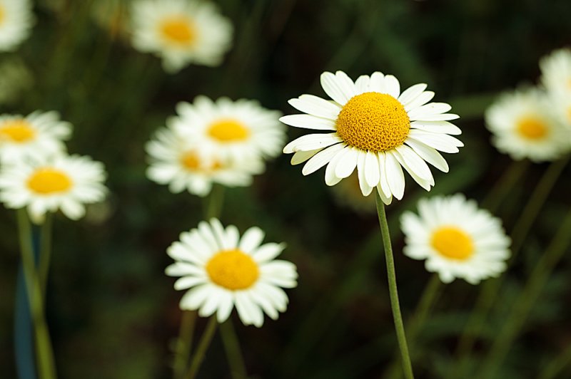 Anthemis-july.jpg