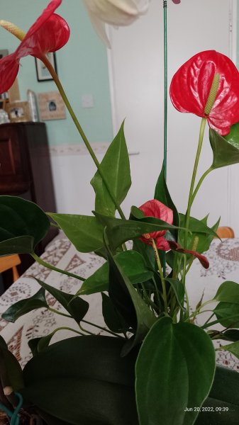 Anthurium flowering on living room table 20th June 2022.jpg