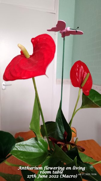 Anthurium flowering on living room table 27th June 2022 (Macro).jpg
