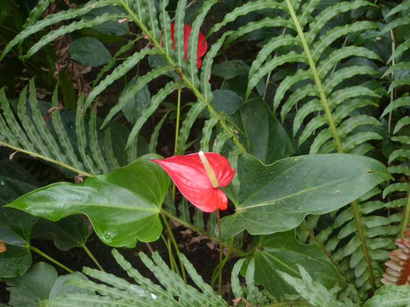 Anthurium.JPG