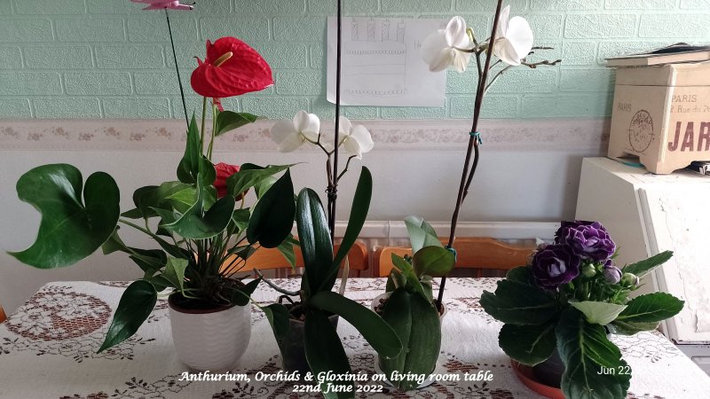 Anthurium, Orchids & Gloxinia on living room table 22nd June 2022.jpg