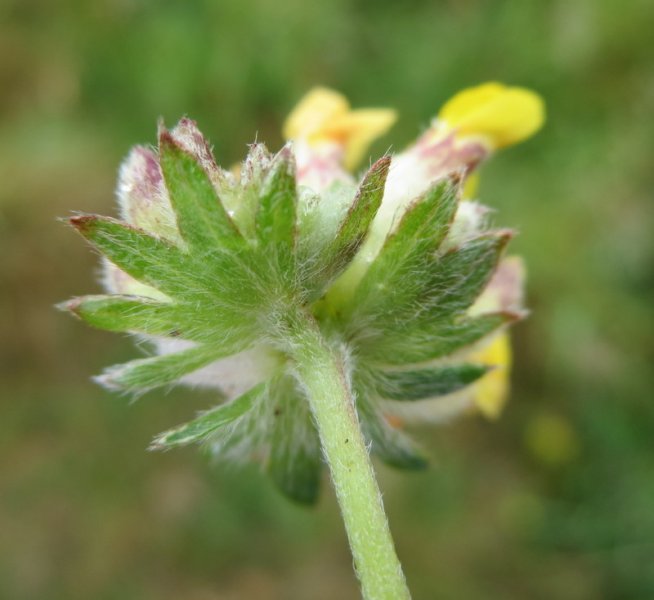 ANTHYLLIS  VULNERARIA  KIDNEY  VETCH 15-07-2015 12-06-37.JPG