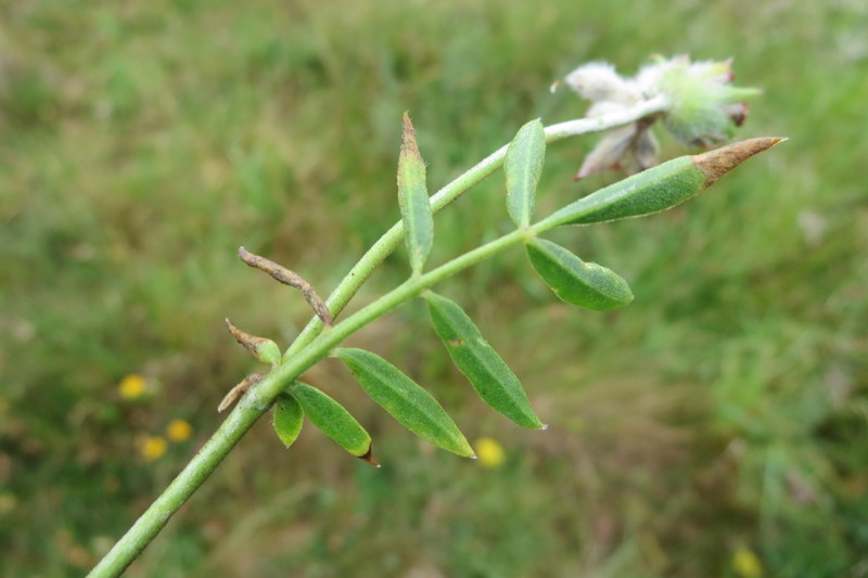 ANTHYLLIS  VULNERARIA  KIDNEY  VETCH 15-07-2015 12-07-25.JPG