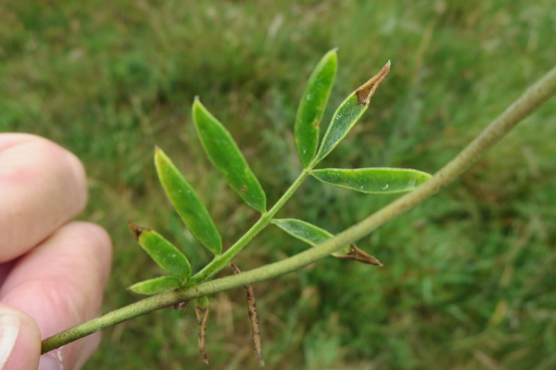 ANTHYLLIS  VULNERARIA  KIDNEY  VETCH 15-07-2015 12-07-52.JPG