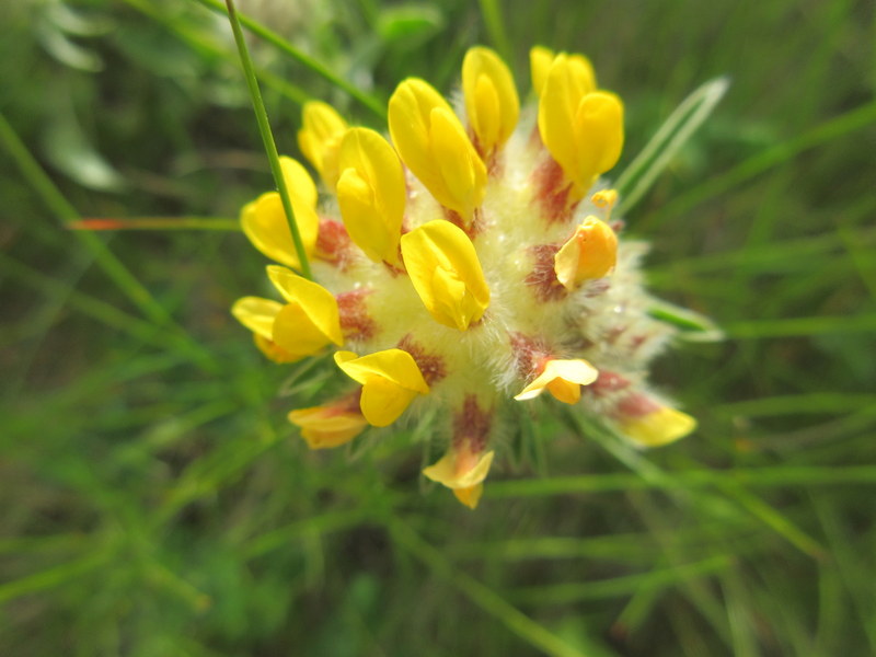 ANTHYLLIS  VULNERARIA  KIDNEY  VETCH  22-06-2018 14-27-16.JPG