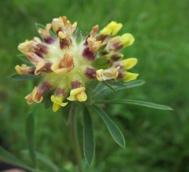 ANTHYLLIS  VULNERARIA  KIDNEY  VETCH 29-06-2016 12-20-23.JPG