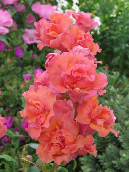 Antirrhinum (2).JPG