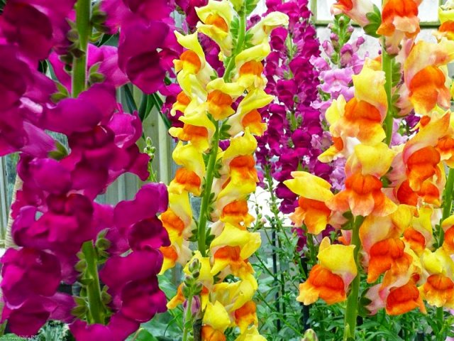 Antirrhinum majus Circus Clowns.jpg