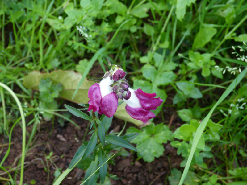 Antirrhinum Night and Day.JPG