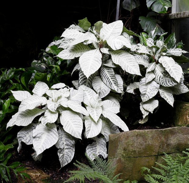 Aphelandra White Wash.JPG