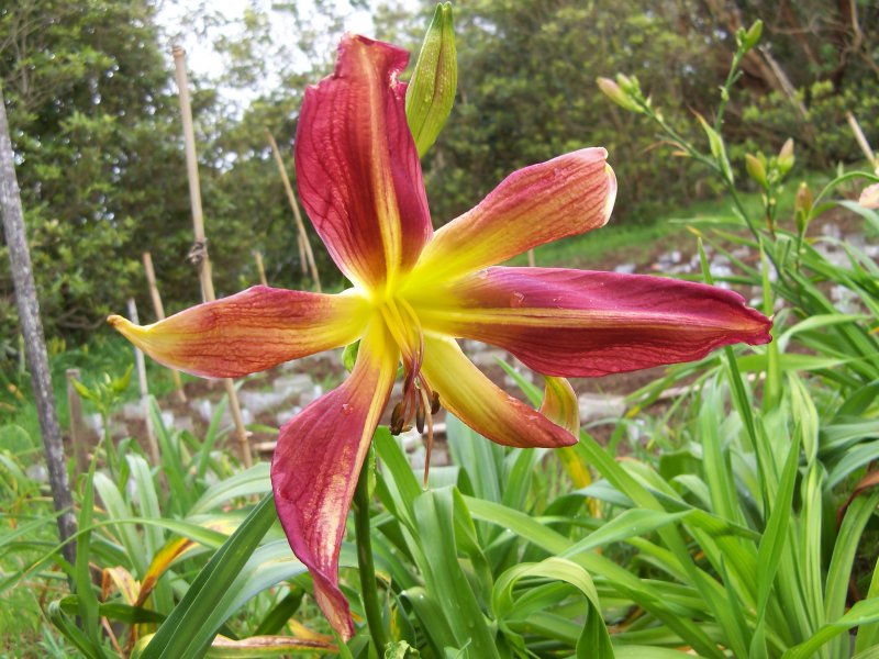 Apophis x Frilly Bliss.JPG