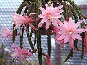 Aporophyllum 'Dawn'-3.JPG