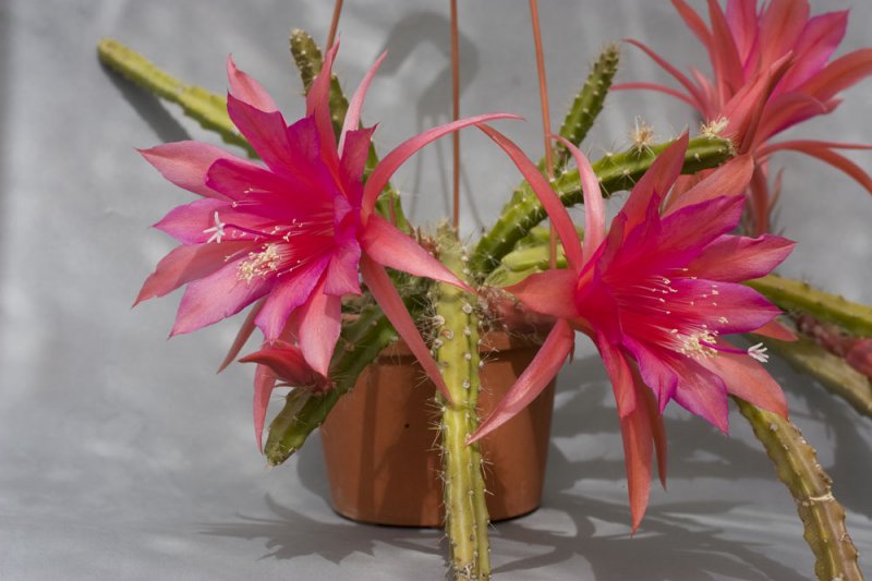 Aporophyllum 'Wendy'-5.jpg