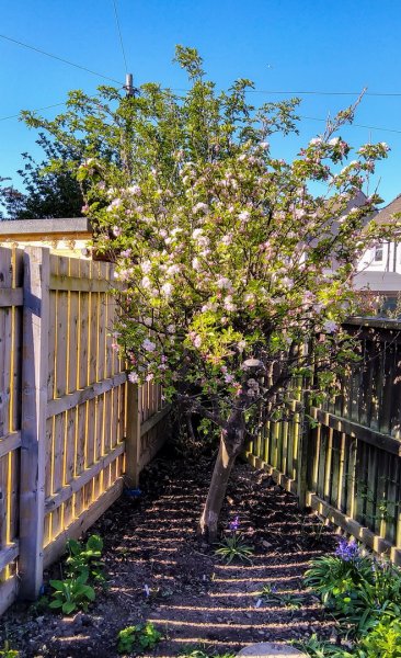 Apple blossom time 27-4-22.jpg