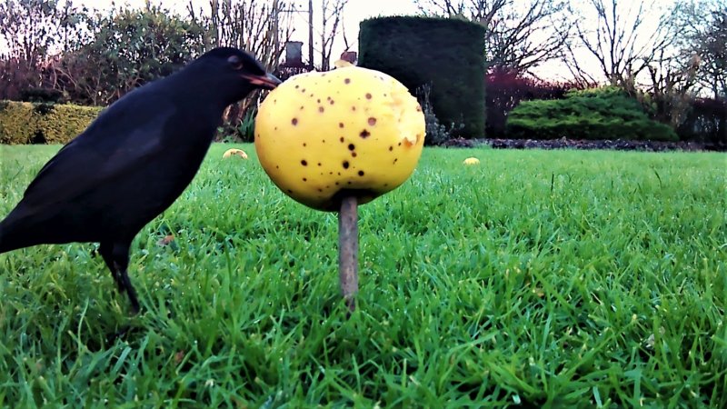 Apple on a Stick.jpg