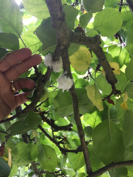 apple tree growth..JPG