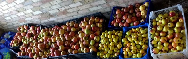 apples for pressing.JPG