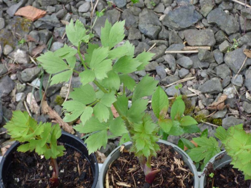 Aprilmoonetc 026.jpg