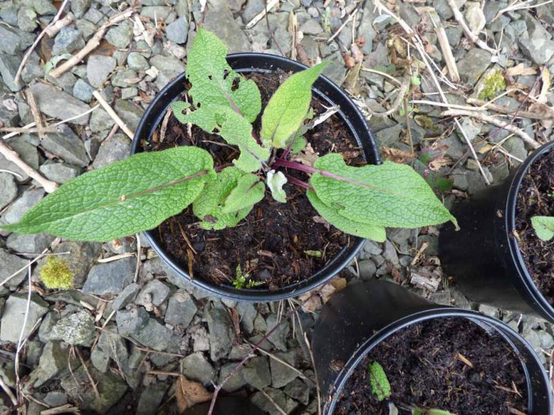 Aprilmoonetc 028.jpg