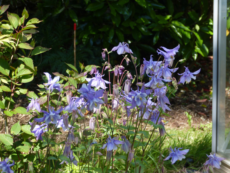 Aquilegia 1.JPG
