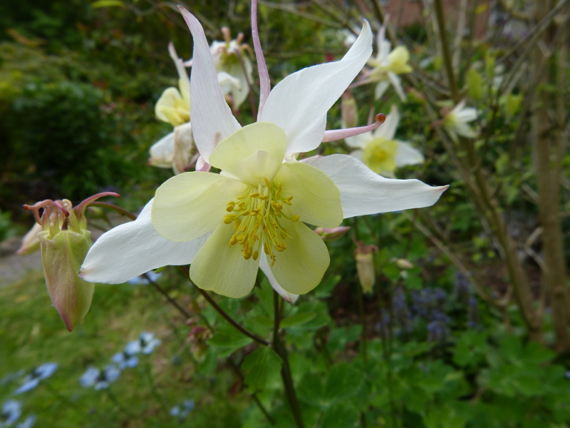 Aquilegia 1.JPG