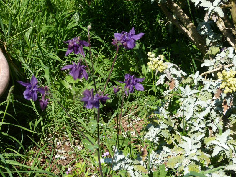 Aquilegia 2.JPG