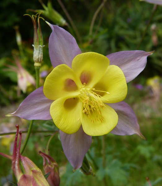 Aquilegia 2.JPG