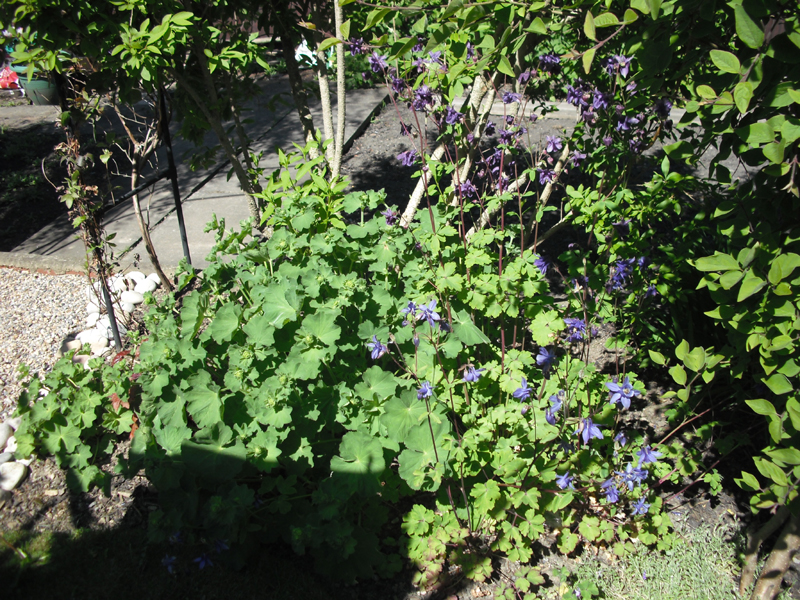 aquilegia 2012.jpg