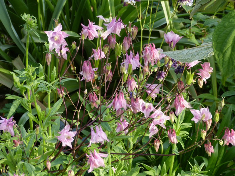 Aquilegia 3.JPG