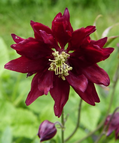 Aquilegia 3.JPG