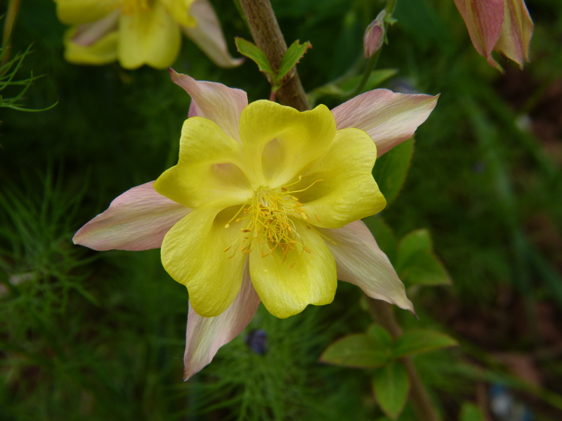Aquilegia 4.JPG