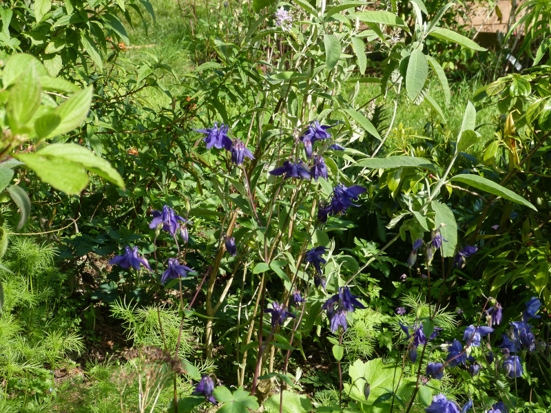 Aquilegia 5.JPG