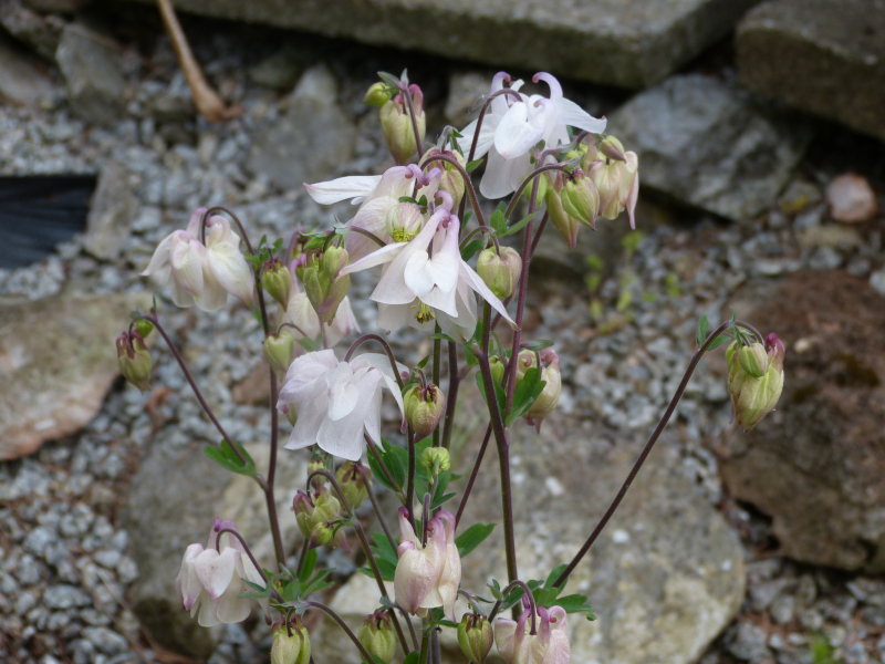 Aquilegia 5.JPG