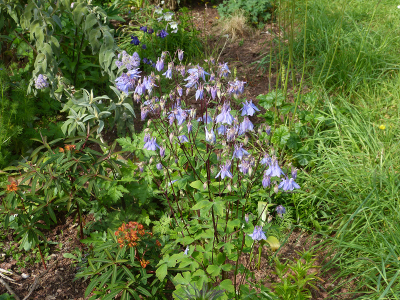 Aquilegia Blue.JPG