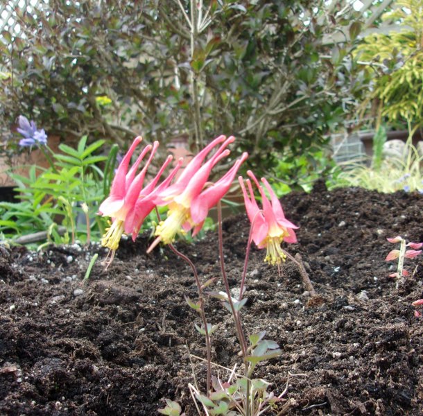 Aquilegia canadensis.JPG