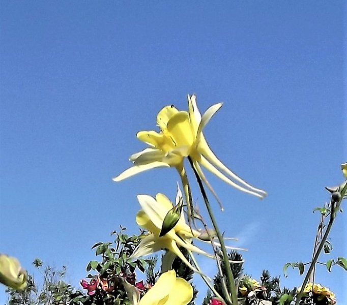Aquilegia chrysantha (2).jpg