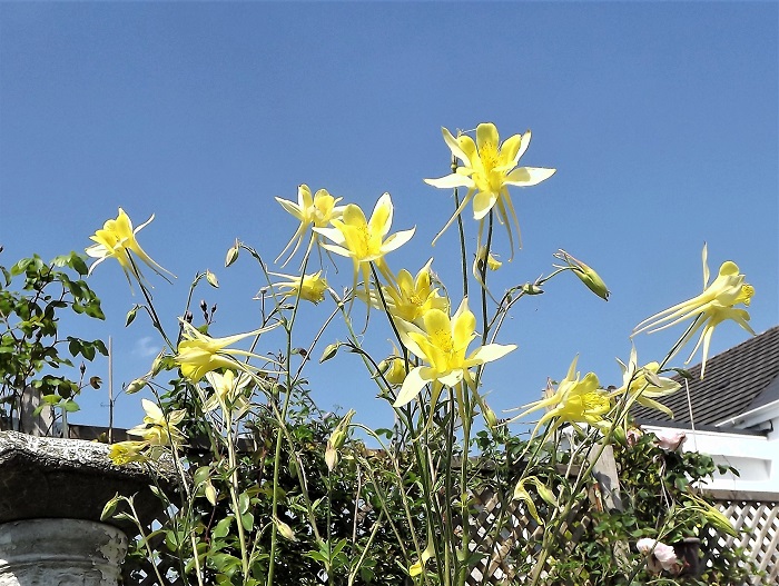 Aquilegia chrysantha (3).jpg