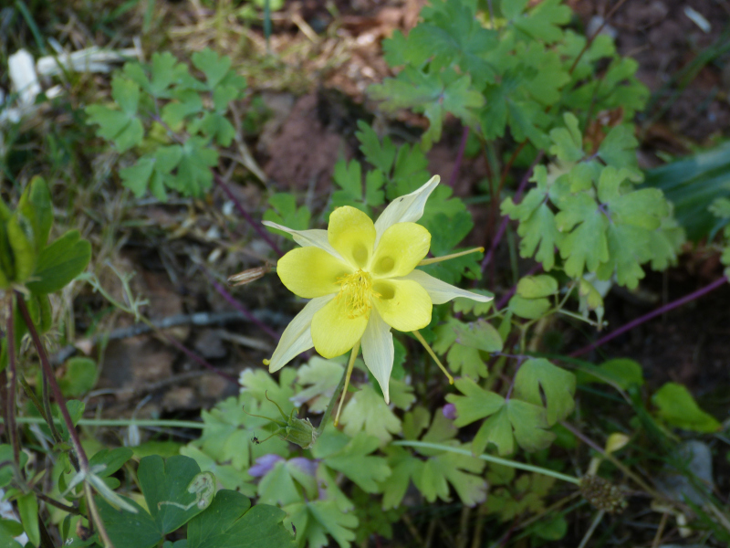 Aquilegia chrysantha1.JPG