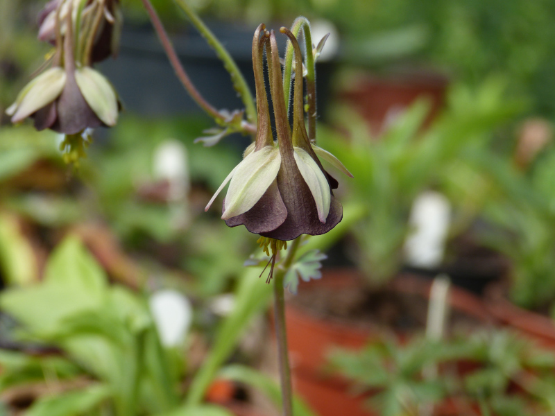 Aquileja viridiflora Chocolate Soldier.JPG