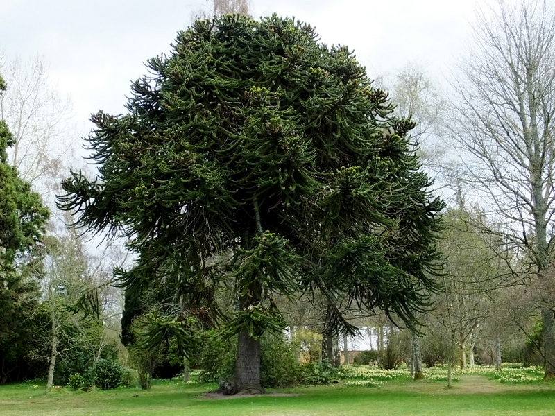 ARAUCARIA  ARAUCANA 19-04-2018 12-21-55.JPG