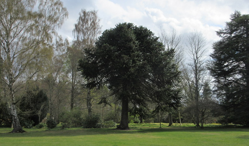 ARAUCARIA  ARAUCANA 19-04-2018 12-25-01.JPG