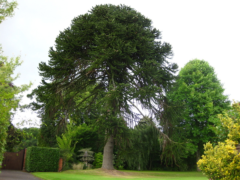 ARAUCARIA  ARAUCANA  FEMALE 04-09-2009 15-41-57.JPG