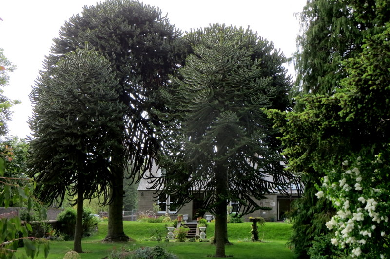 ARAUCARIA  ARAUCANA  FOUR  FEMALE  FORFAR 03-06-2016 16-08-25.JPG