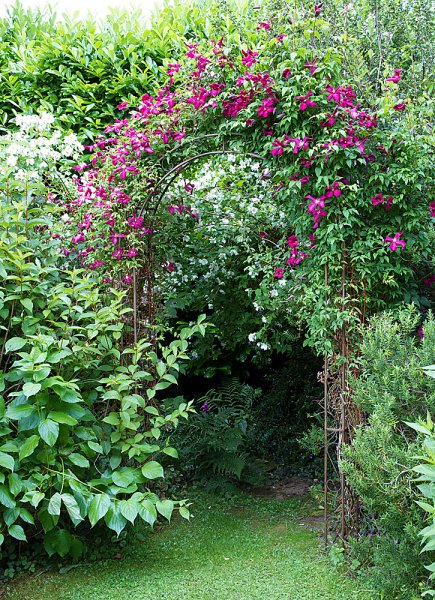 Arch-Clematis-2.jpg