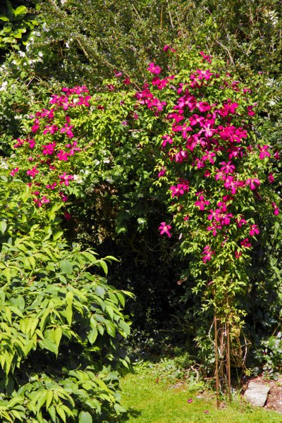 Arch-Clematis-4.jpg