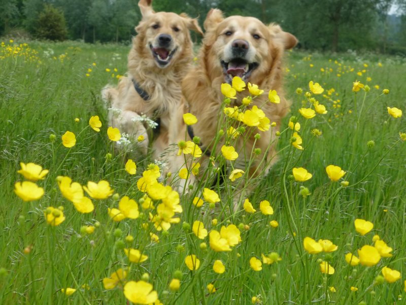 archie-theo plus buttercups.jpg