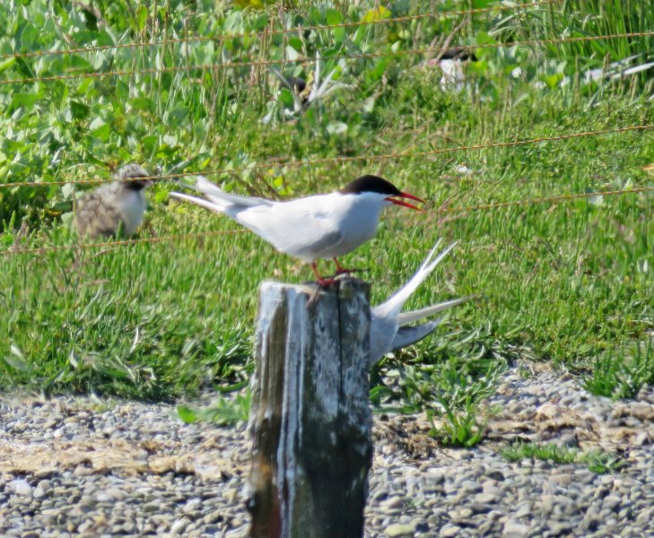 Arctic Term - Cemlyn1.JPG